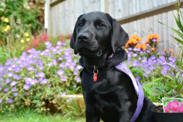Wilf, the eight-month-old puppy that was attacked