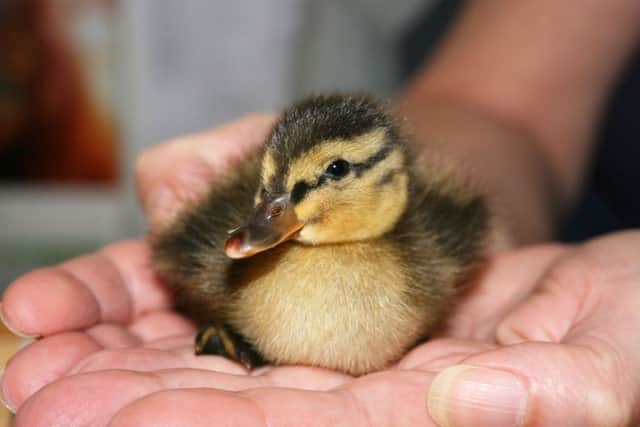 One of the ducklings which has had a lucky escape Picture: Born Free Foundation