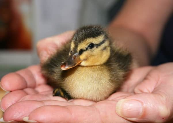 One of the ducklings which has had a lucky escape Picture: Born Free Foundation