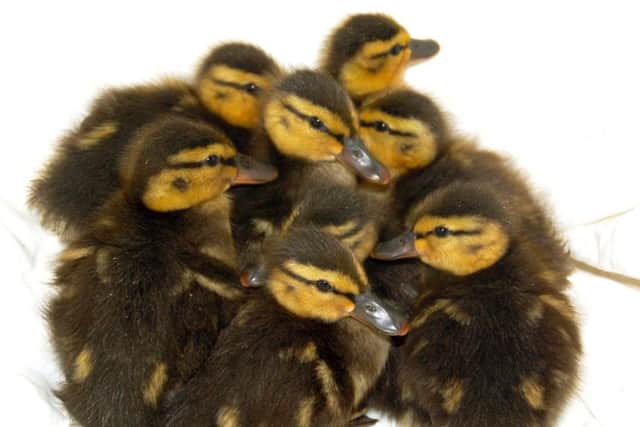 Cute: The ducklings which were saved