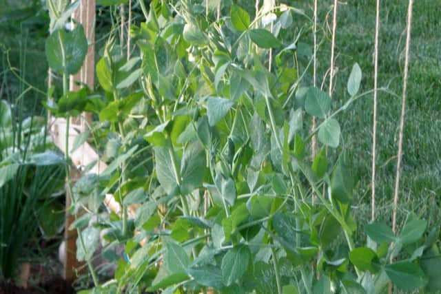 Why not have a go at growing peas?
