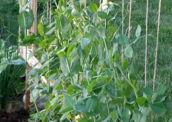 Why not have a go at growing peas?