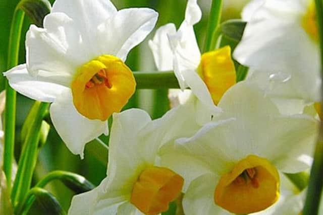 Early-blooming daffs.