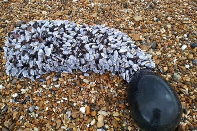 Creatures attached to a buoy washed up on the beach, pictured by John Broomhead of Hayling Island