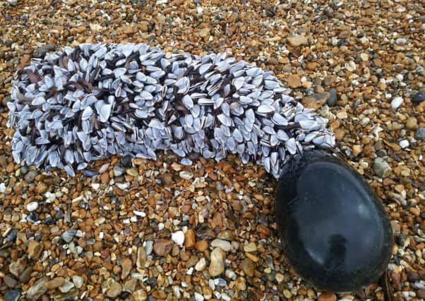 Creatures attached to a buoy washed up on the beach, pictured by John Broomhead of Hayling Island