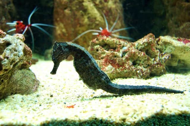 Seahorses at Blue Reef Aquarium in Southsea