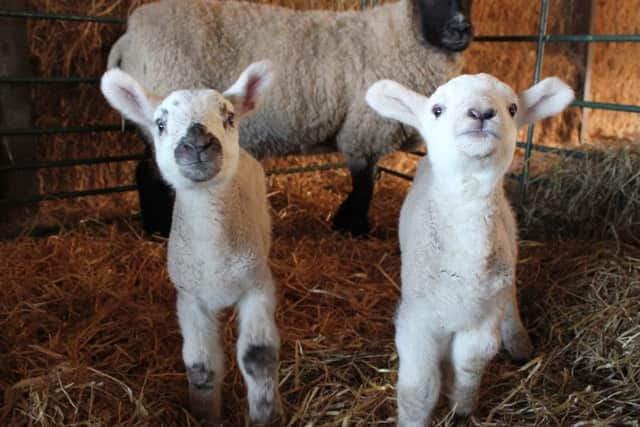 Lambing at Sparsholt College