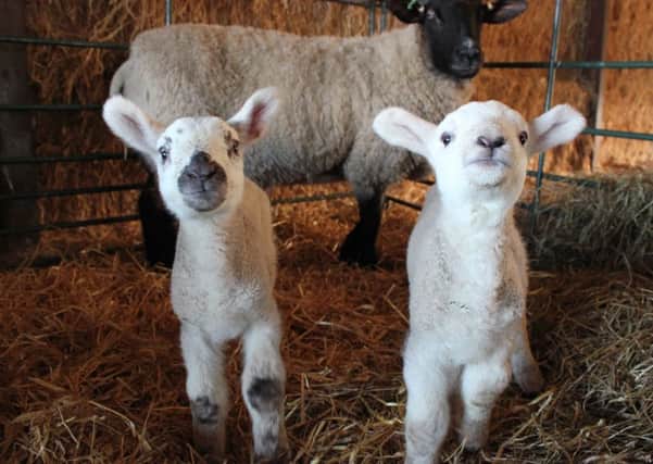 Lambing at Sparsholt College