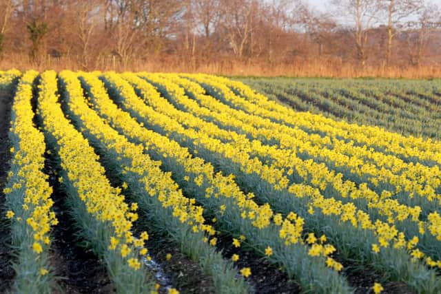 A field full of daffodils at Hollam Nurseries Picture: Sarah Standing (160084-634)