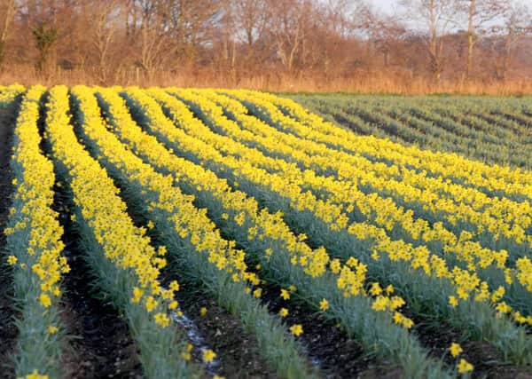 A field full of daffodils at Hollam Nurseries 

Picture: Sarah Standing (160084-634)