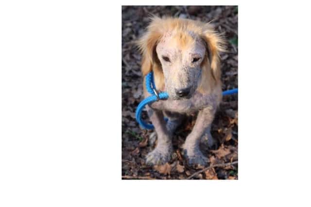 Poppy after she was first found.