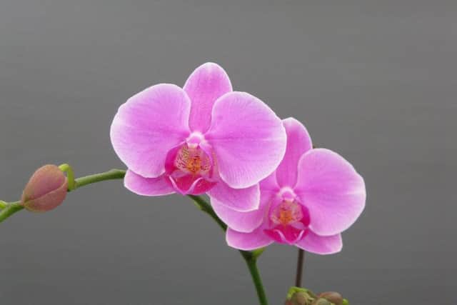 Moth orchids are easy to grow