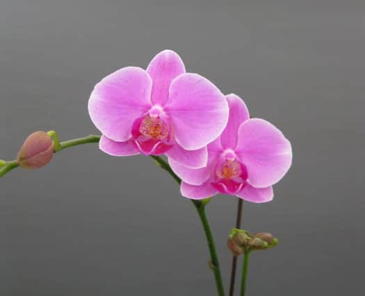 Moth orchids are easy to grow