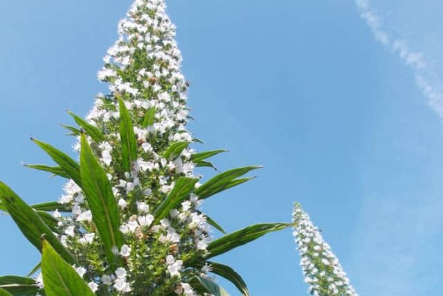 Echiums will shoot up to at least 8ft.