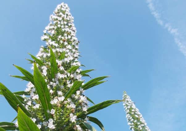 Echiums will shoot up to at least 8ft.