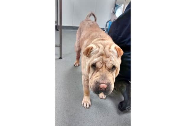 The seven year-old male Shar Pei was found wandering loose by a member of the public on Widley Walk, along a lane in an area at the back of Portsdown Hill, which has been taken in by the RSPCA