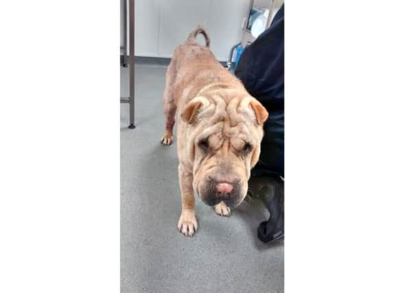 The seven year-old male Shar Pei was found wandering loose by a member of the public on Widley Walk, along a lane in an area at the back of Portsdown Hill, which has been taken in by the RSPCA