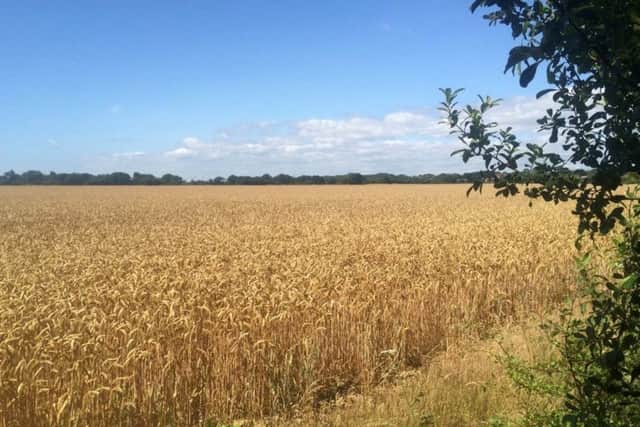 Newlands - the strategic gap between South Fareham and Stubbington                        Picture:   Shaun Cunningham