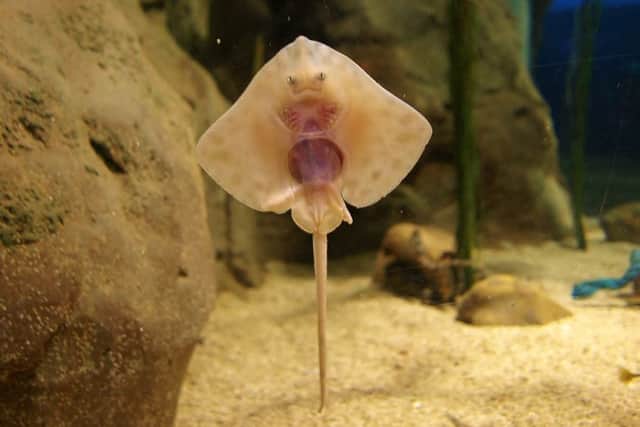 A baby skate