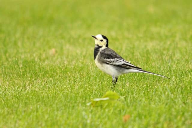 WINTER BIRDS Pied wagtail Picture: Amy Lewis