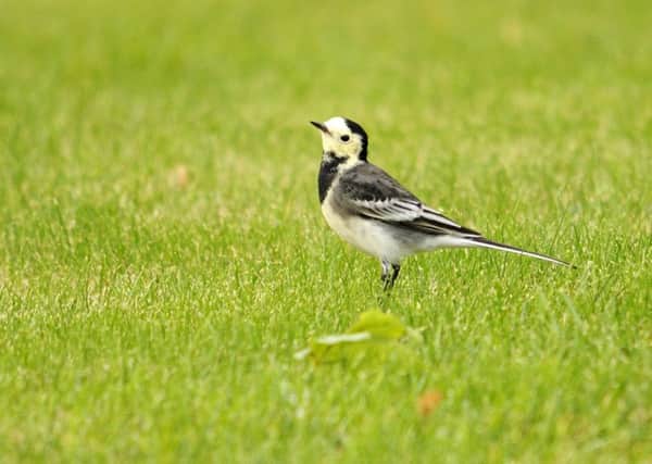 WINTER BIRDS Pied wagtail 		    Picture: Amy Lewis