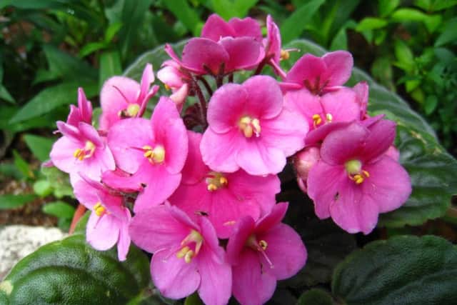 African violets - bestsellers.