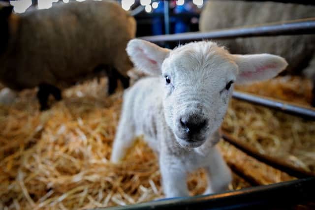 A newborn lamb at Sparsholt College