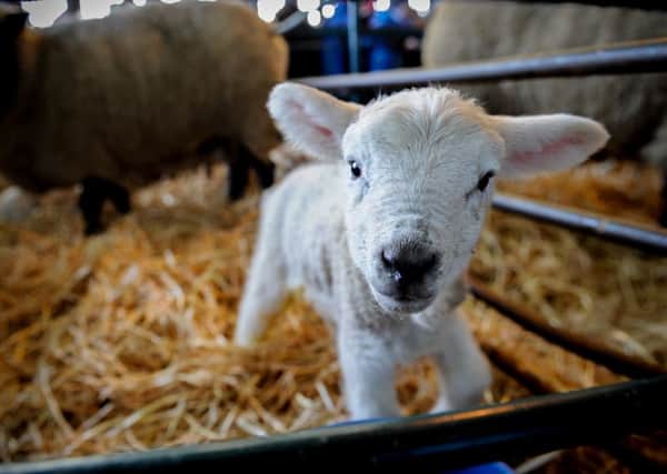 A newborn lamb at Sparsholt College