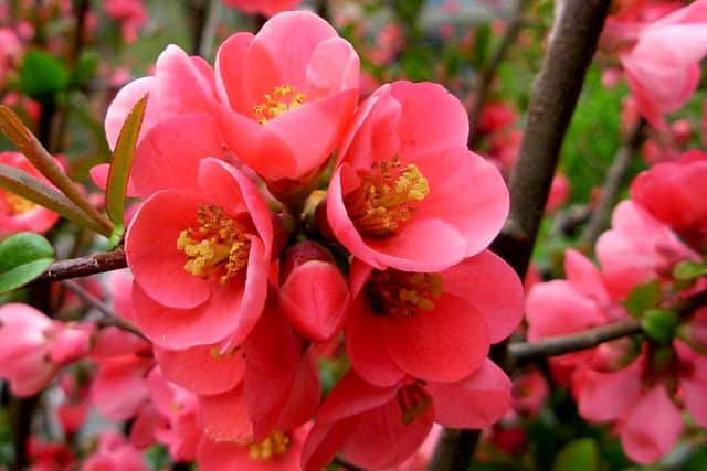 Japonica chaenomeles