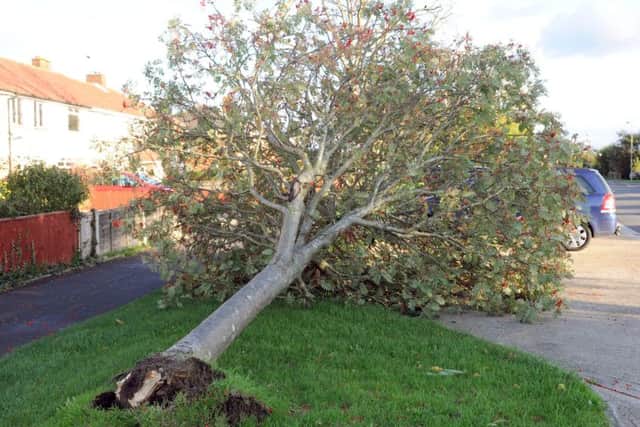 Zella was hoping for a few fallen trees