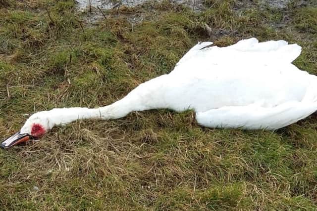 The swan found dead at Milton Common