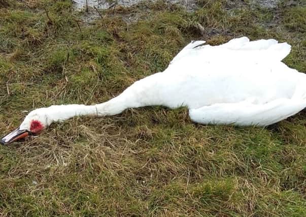 The swan found dead at Milton Common