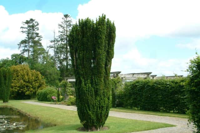 Will the grandchildren be able to hold hands around this yew?