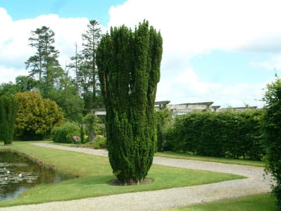 Will the grandchildren be able to hold hands around this yew?