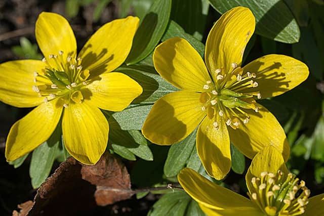 Winter aconites - a harbinger of spring