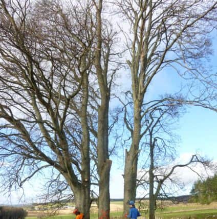 Trees in Scotland that will be used to repair HMS Victory