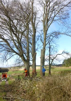 Trees in Scotland that will be used to repair HMS Victory