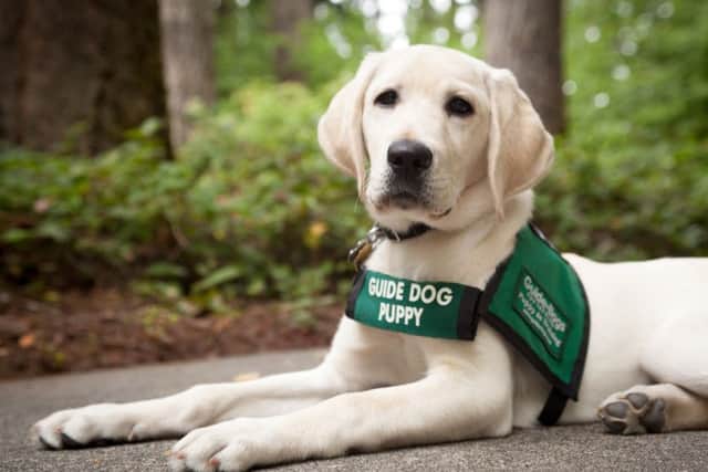 Guide Dogs for the Blind has received a financial boost from Waterlooville Golf Club
