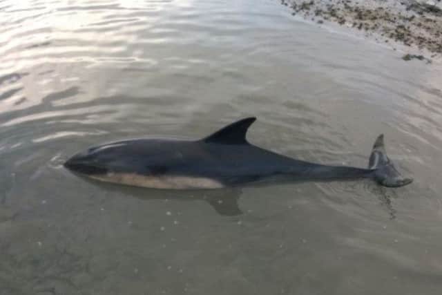 A picture of the dolphin, tweeted by Richard Austin, AONB Manager at Chichester Harbour Conservancy