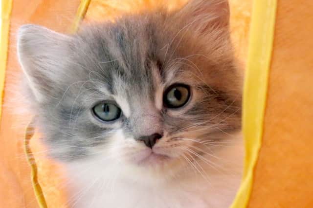 Many litters of kittens are unwanted