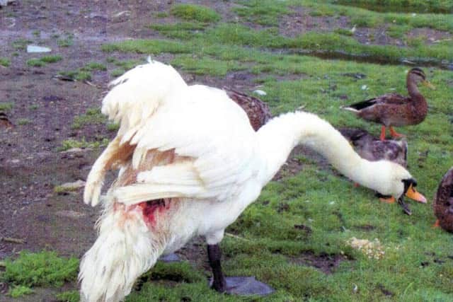 The swan attacked on Milton Common in 2012