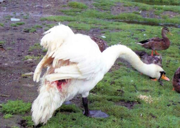 The swan attacked on Milton Common in 2012