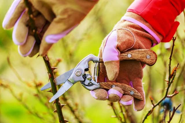 Cut back rose bushes hard, now.