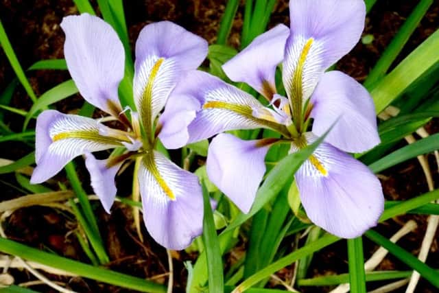 Iris unguicularis stylosa.