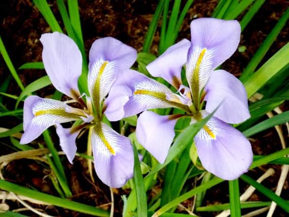 Iris unguicularis stylosa.