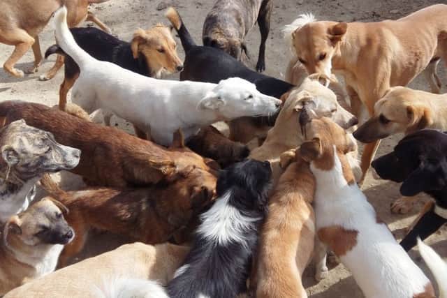 Rescued dogs at the shelter