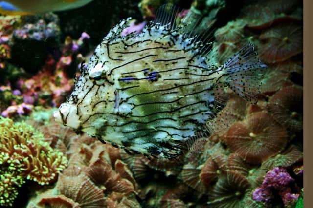 A prickly leatherjacket or bristletail'.