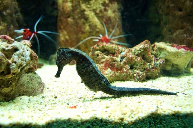 A tropical seahorse at Blue Reef
