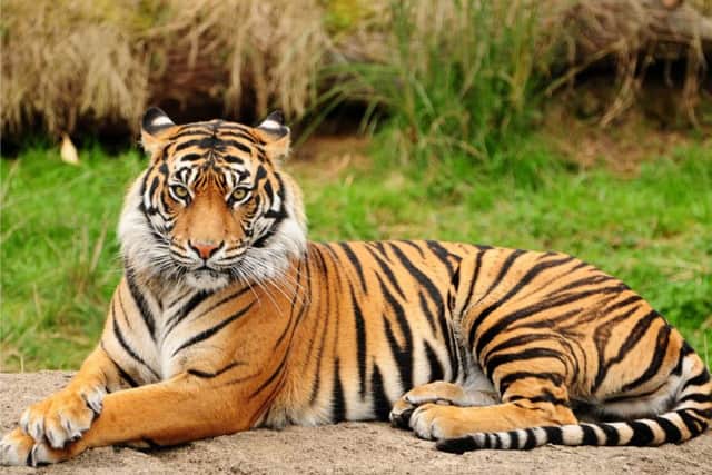 Chipper and his feline friend Brindley saved tigers like this one