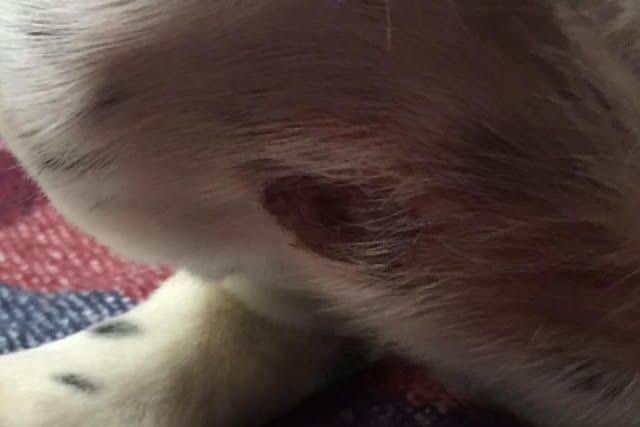 Dash the dog developed a sore on his stomach